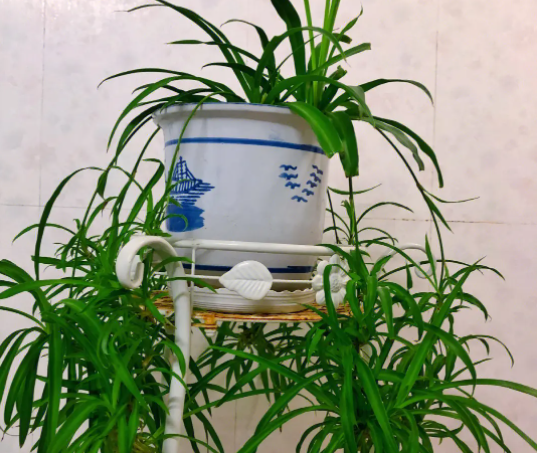 室内净化空气的植物