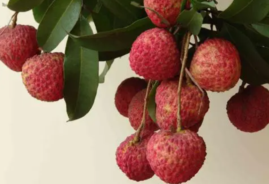 荔枝一天最多吃几个