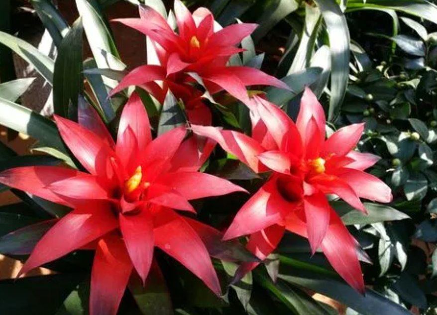 鸿运当头花怎么养