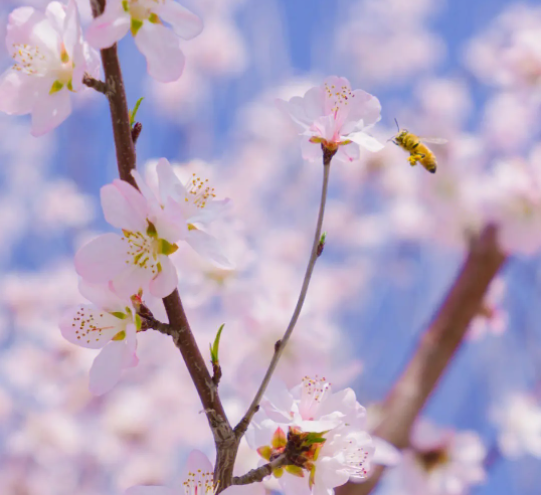 桃花什么时候开