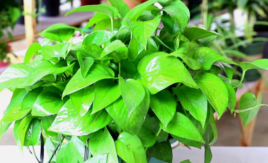 绿萝叶子发黄怎么补救