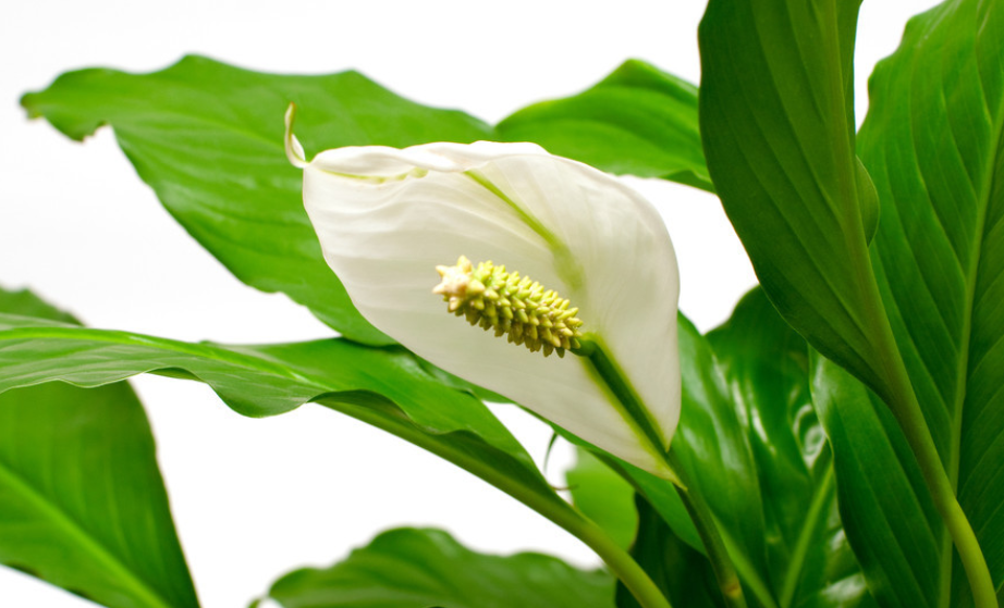 一帆风顺花是什么呢