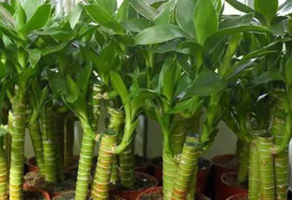 富贵竹怎么水养