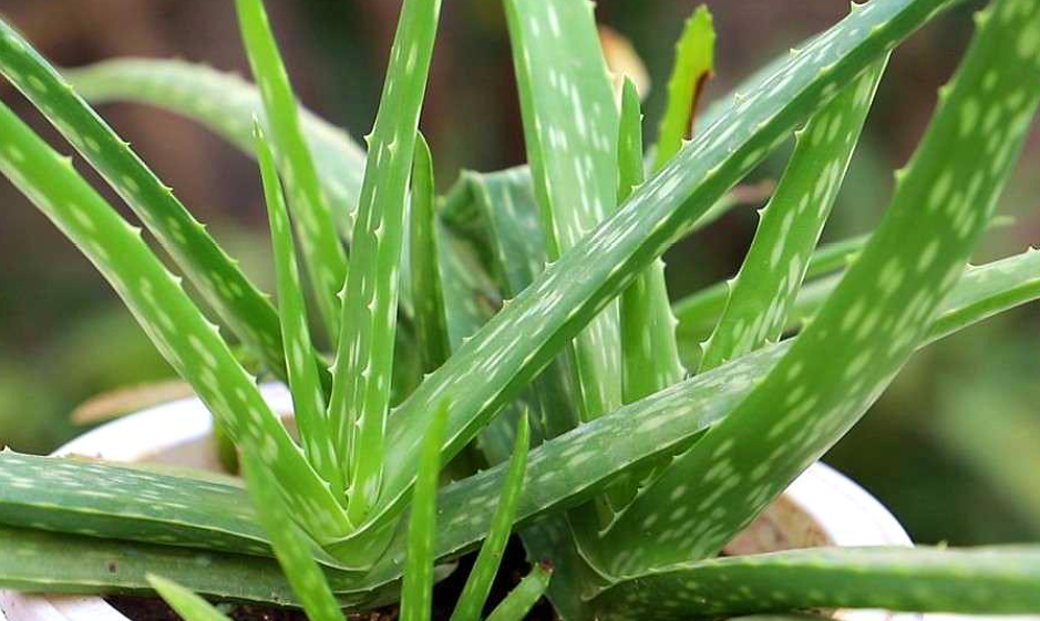 芦荟怎么养