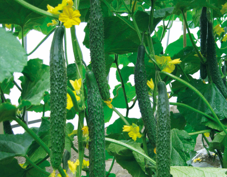 黄瓜为什么叫黄瓜