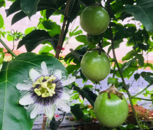 百香果的籽可以吃吗