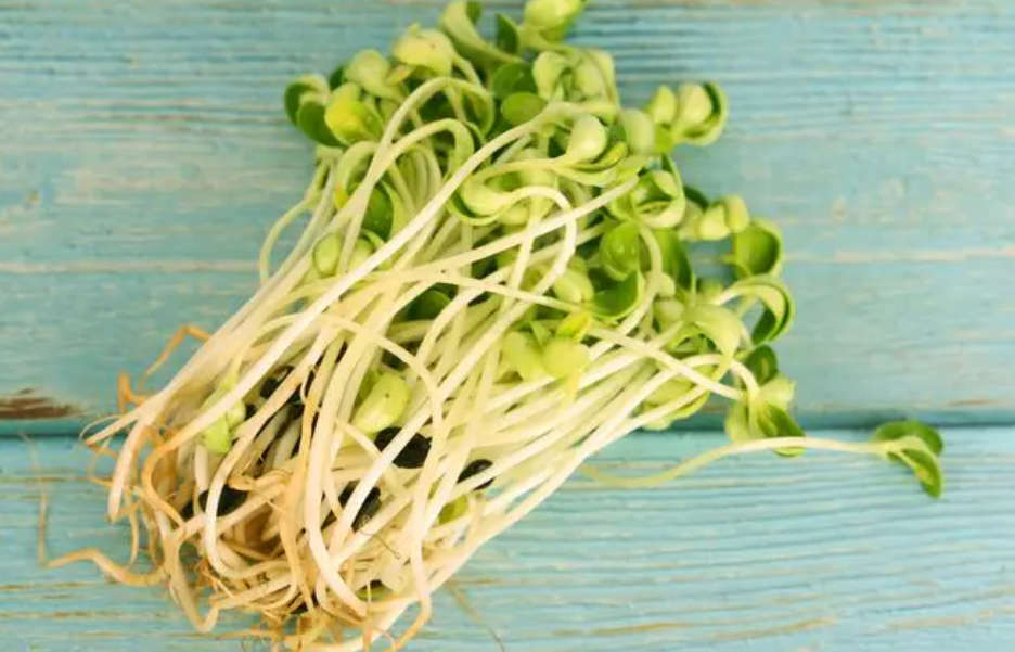 豆芽的生长过程