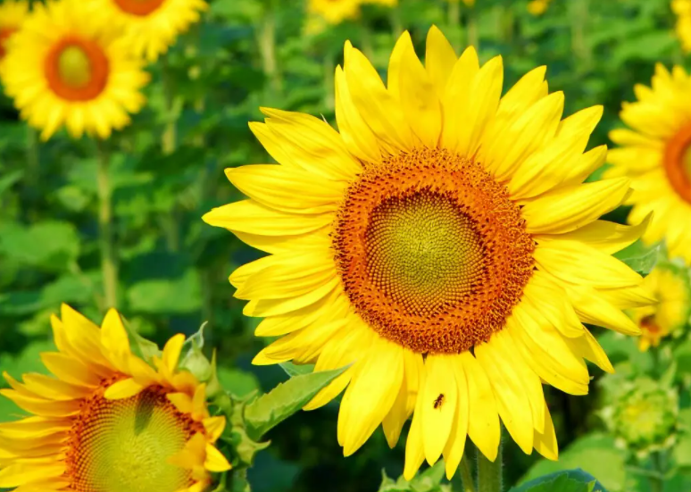 向日葵的花语和寓意