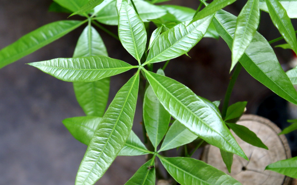 发财树叶子发黄