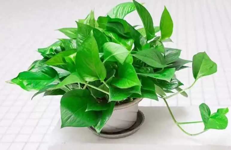 绿萝叶子发黄怎么办