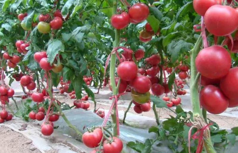 西红柿栽培技术