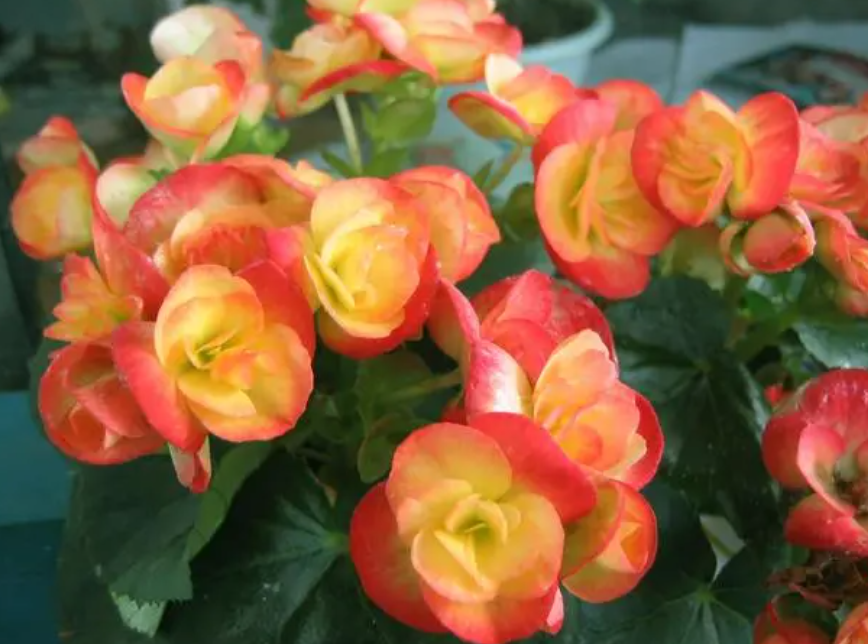 秋天有什么花开