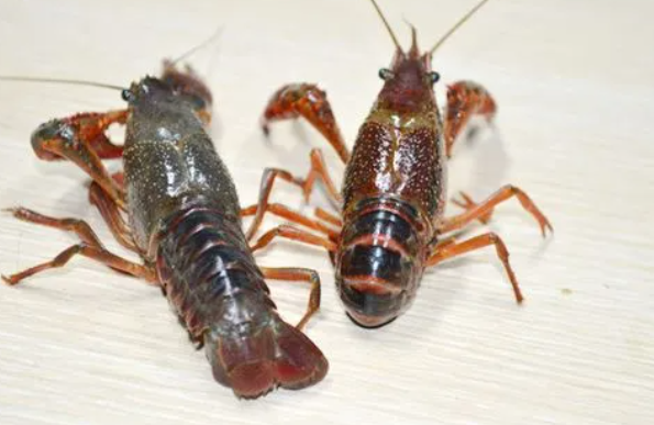 小龙虾养殖技术