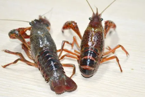 小龙虾的养殖技术