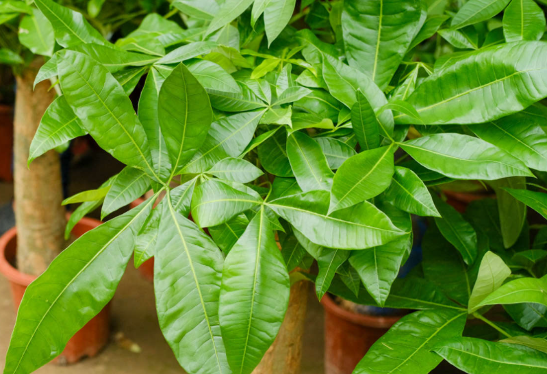 发财树的养法