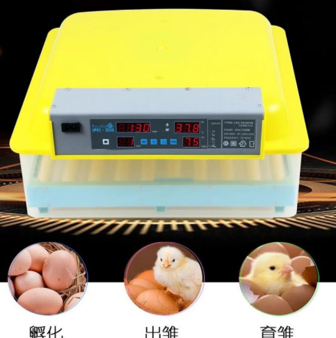 小鸡孵化器