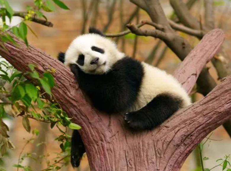 大熊猫的寿命多长