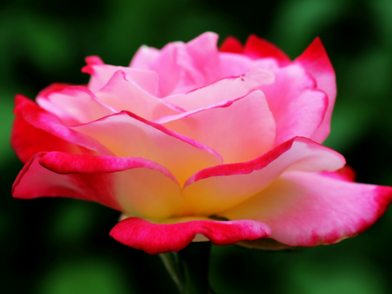 月季花适合什么土壤种植