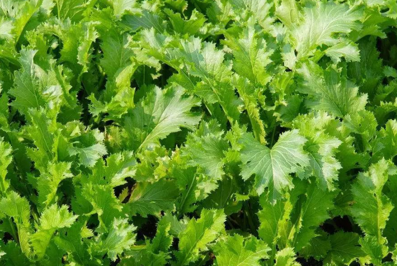 雪菜被称为雪里红