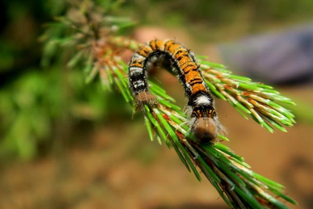 云南松毛虫