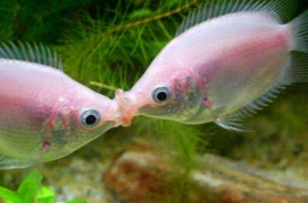 接吻鱼怎么养