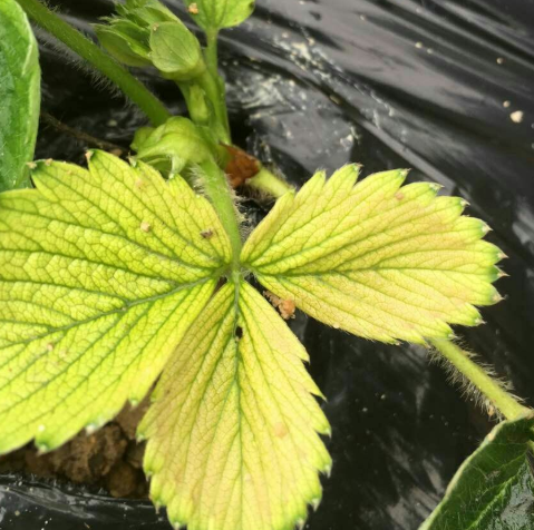 叶片发黄是缺什么肥料