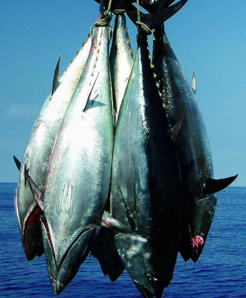 金枪鱼多少钱一斤