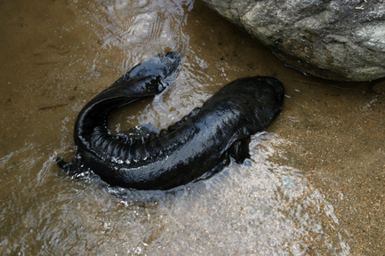 娃娃鱼多少钱一斤
