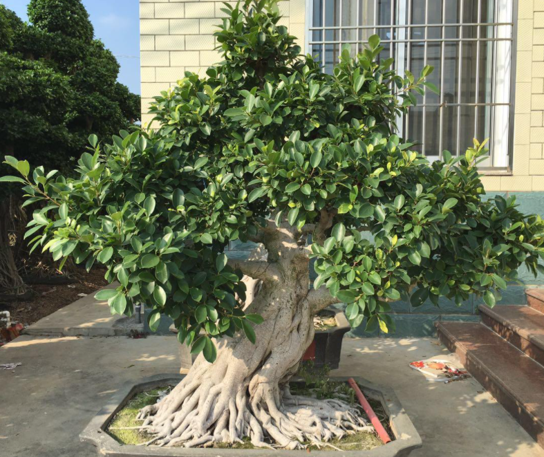 榕树盆景图片