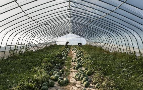 大棚西瓜种植技术