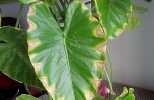 滴水观音叶子发黄怎么办