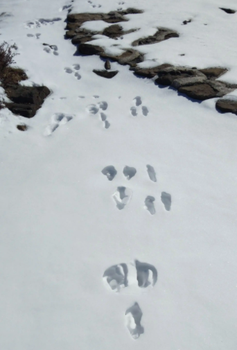 山羊的脚印像什么