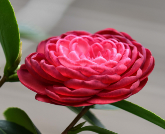 山茶花适合什么土壤种植