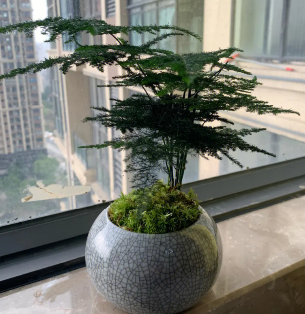 适合养在室内的植物