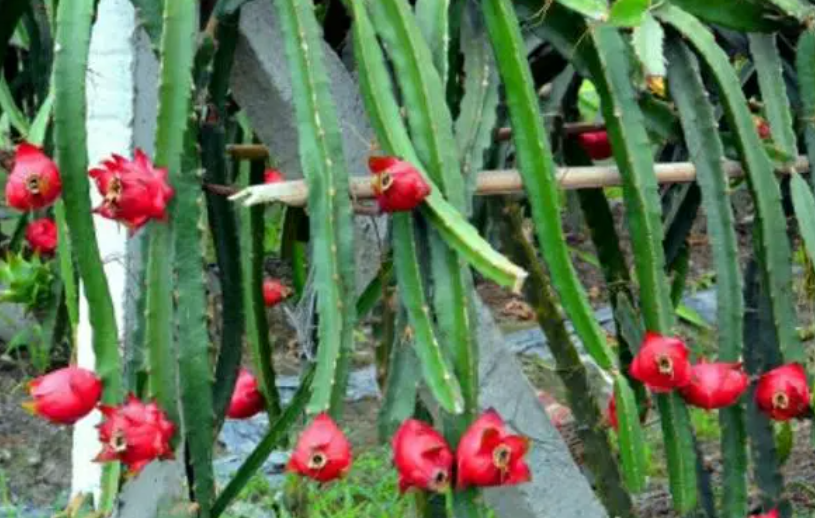 火龙果是谁的果实