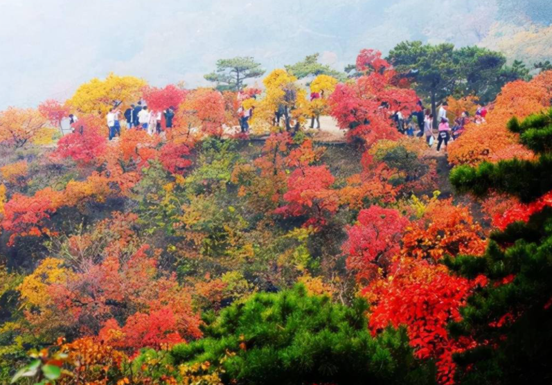 香山红叶渐入最佳观赏期