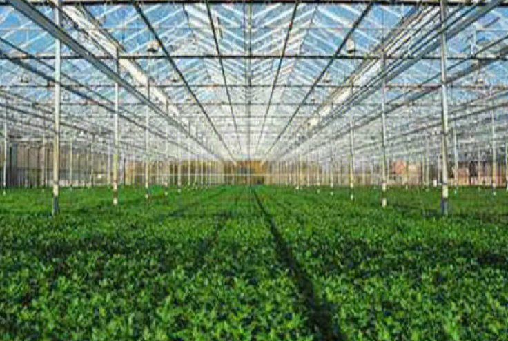 温室大棚蔬菜种植技术