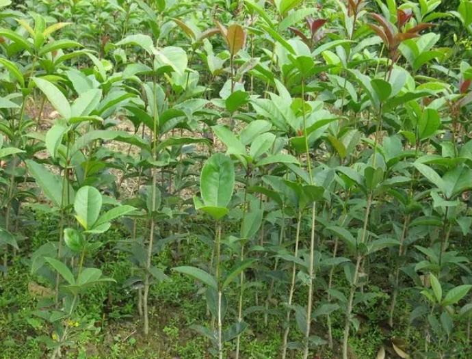 桂花树种子种植技术