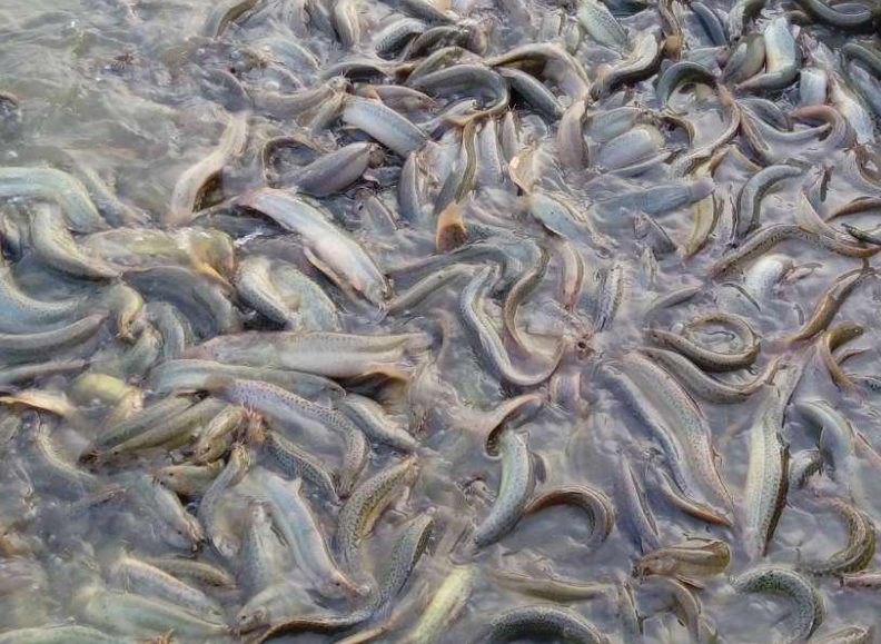 泥鳅养殖技术问答