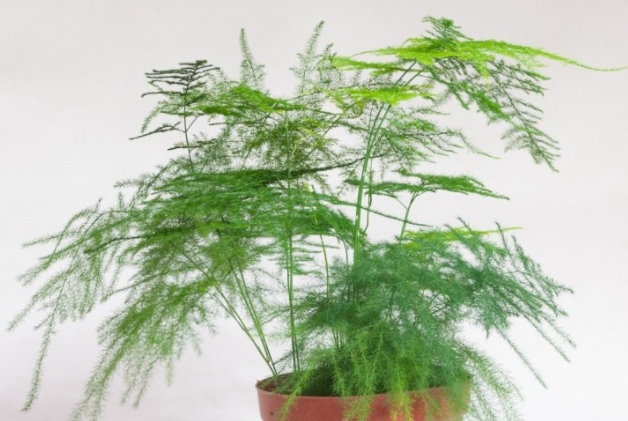文竹适合什么土壤种植