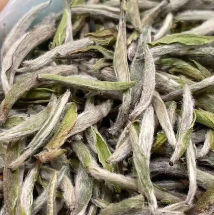 白毫银针属于什么茶