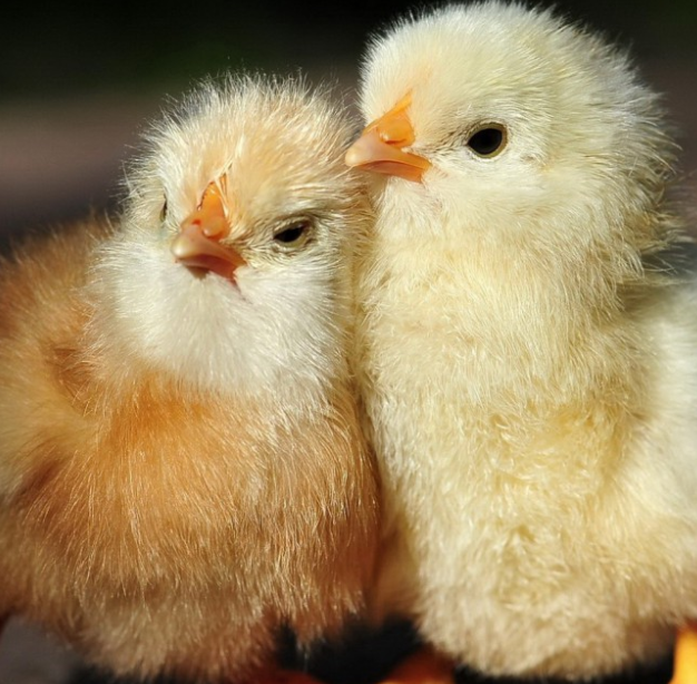 鸡蛋因天热孵出小鸡