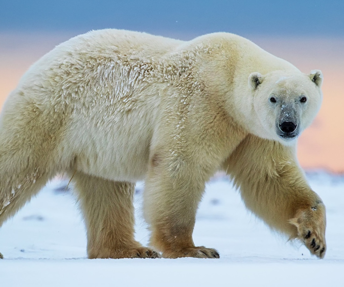 北极熊为什么不吃企鹅宝宝