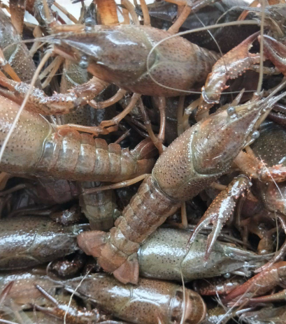 小龙虾批发价多少钱一斤