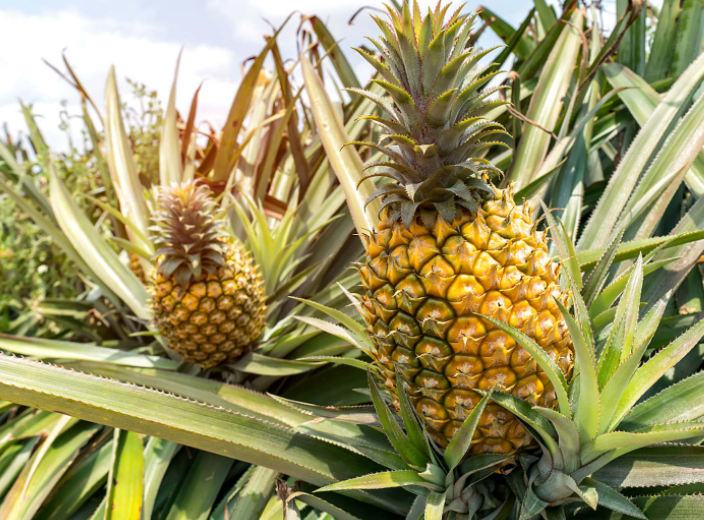 菠萝怎么吃最好