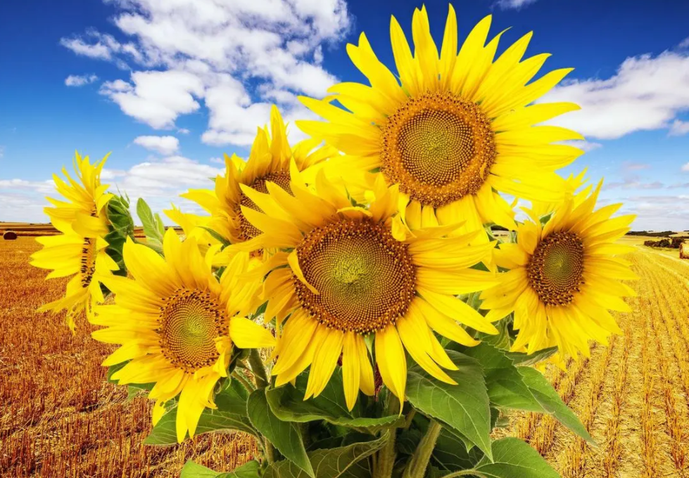 向日葵高考寓意