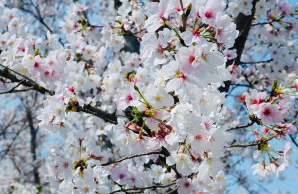 樱花是先开花后长叶的植物