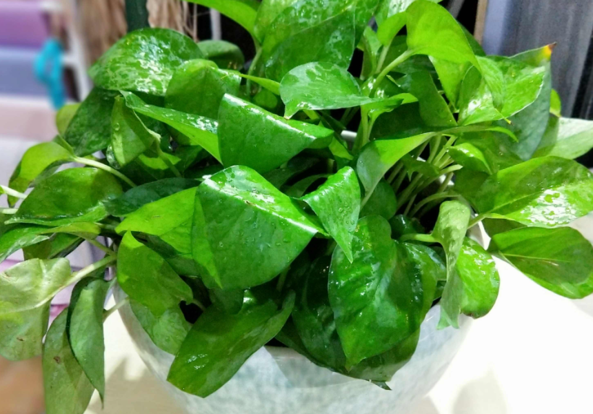 绿萝怎么养才能更旺盛