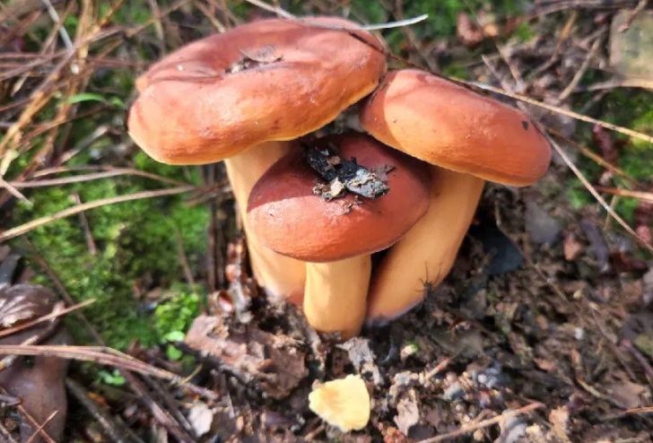 云南常见的野生菌有哪些