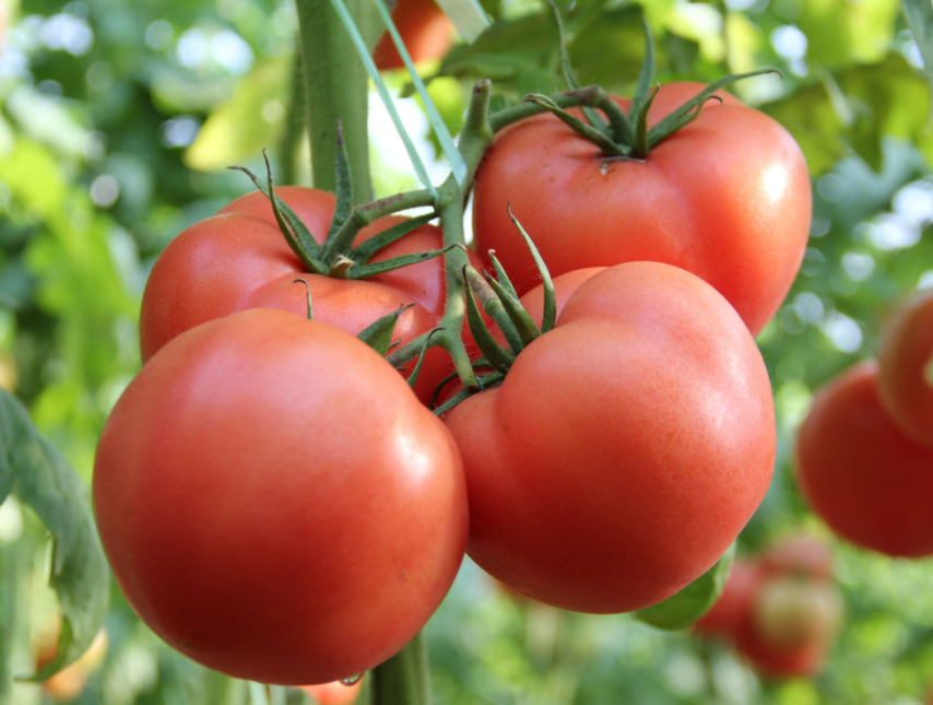 西红柿的种植方法和管理技术